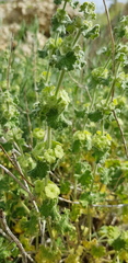 Pseudodictamnus undulatus