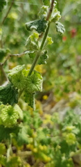 Pseudodictamnus undulatus