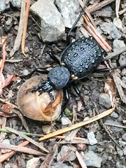 Cychrus tuberculatus