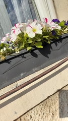 Chaenostoma cordatum