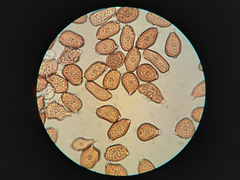 Uromyces ficariae