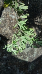 Crotalaria tanety image