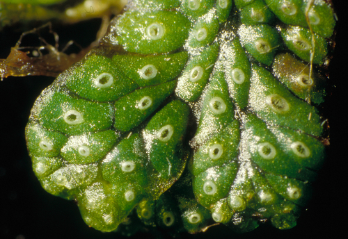 Marchantia macropora