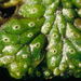 Marchantia macropora - Photo no rights reserved, uploaded by Peter de Lange