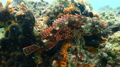 Sebastiscus marmoratus