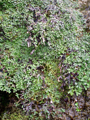 Marchantia macropora