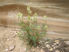 Astragalus praelongus