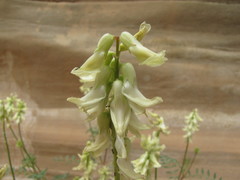 Astragalus praelongus