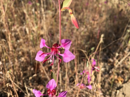 iNaturalist observation photo of Elegant Clarkia