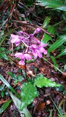Calanthe