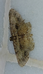 Psilalcis galsworthyi