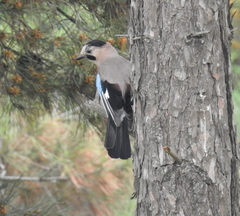 Garrulus glandarius
