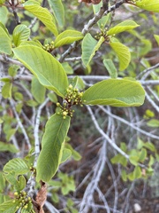 Frangula betulifolia