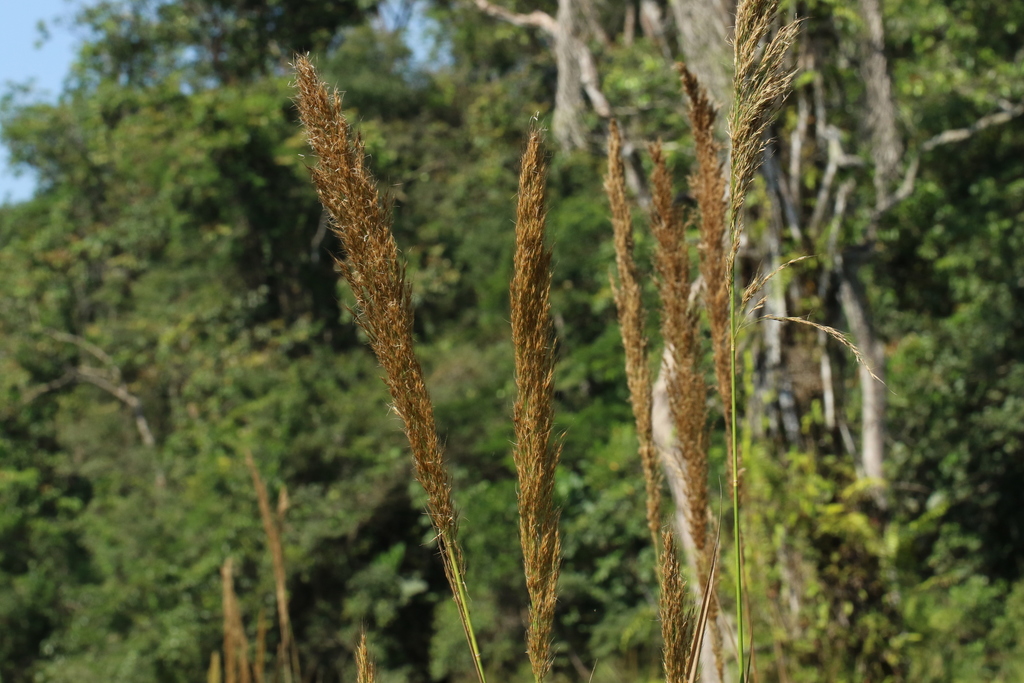 Loudetia phragmitoides