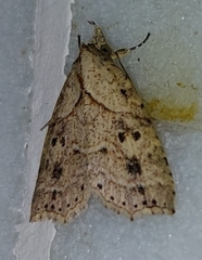 Olulis puncticinctalis