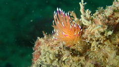 Unidentia aliciae