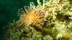 Unidentia aliciae