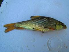 Erimyzon claviformis