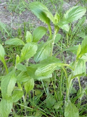 Erigeron annuus