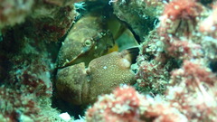 Atergatis integerrimus