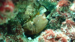 Atergatis integerrimus