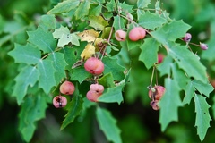 Berberis swaseyi