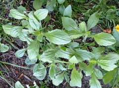 Erigeron annuus