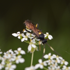 Ichneumon stramentor
