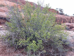 Frangula betulifolia