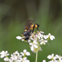 Ichneumon stramentor