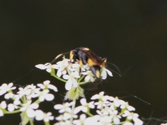 Ichneumon stramentor