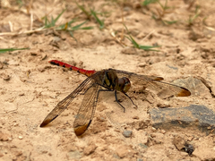 Sympetrum risi