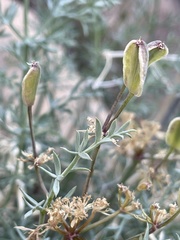Lomatium parryi