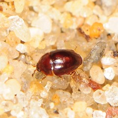 Corylophidae