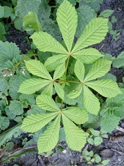 Aesculus hippocastanum