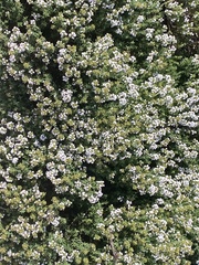 Thymus vulgaris