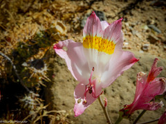Alstroemeria leporina