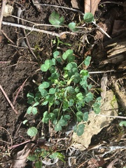 Trifolium kentuckiense