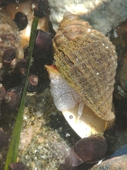 Nucella heyseana