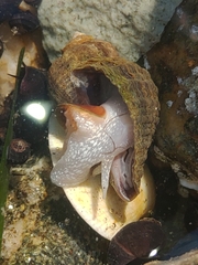 Nucella heyseana