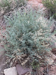 Lomatium parryi