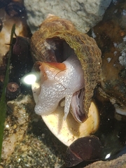 Nucella heyseana