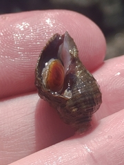 Nucella heyseana