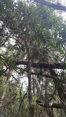 Podocarpus madagascariensis