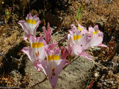 Alstroemeria leporina