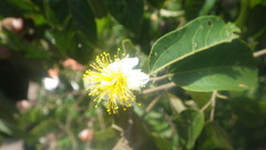 Grewia glandulosa