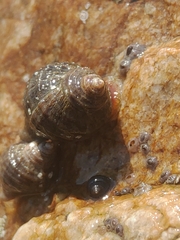 Nucella heyseana