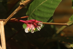 Marantochloa mannii
