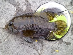 Cichlasoma bimaculatum