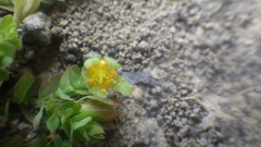 Hypericum globuliferum